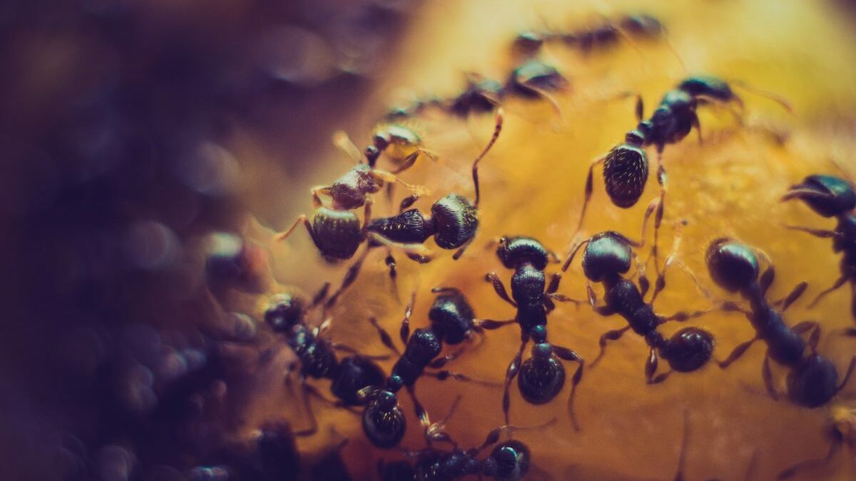 Ants