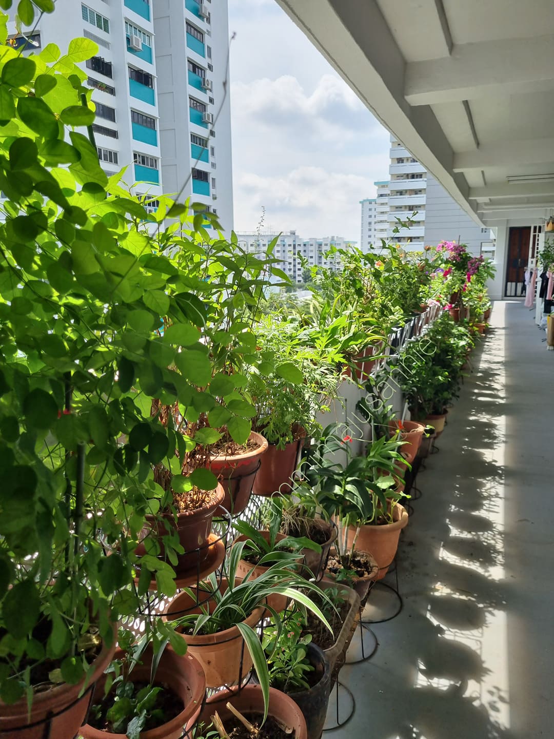 Annie Koh's home garden 