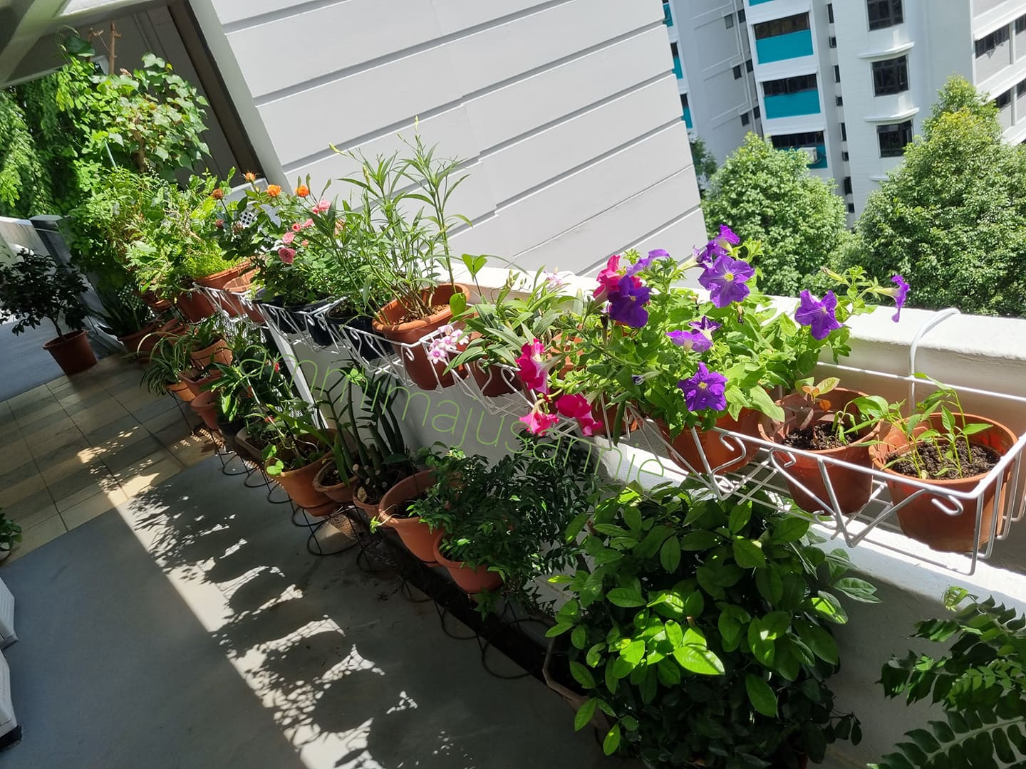 Annie Koh's home garden