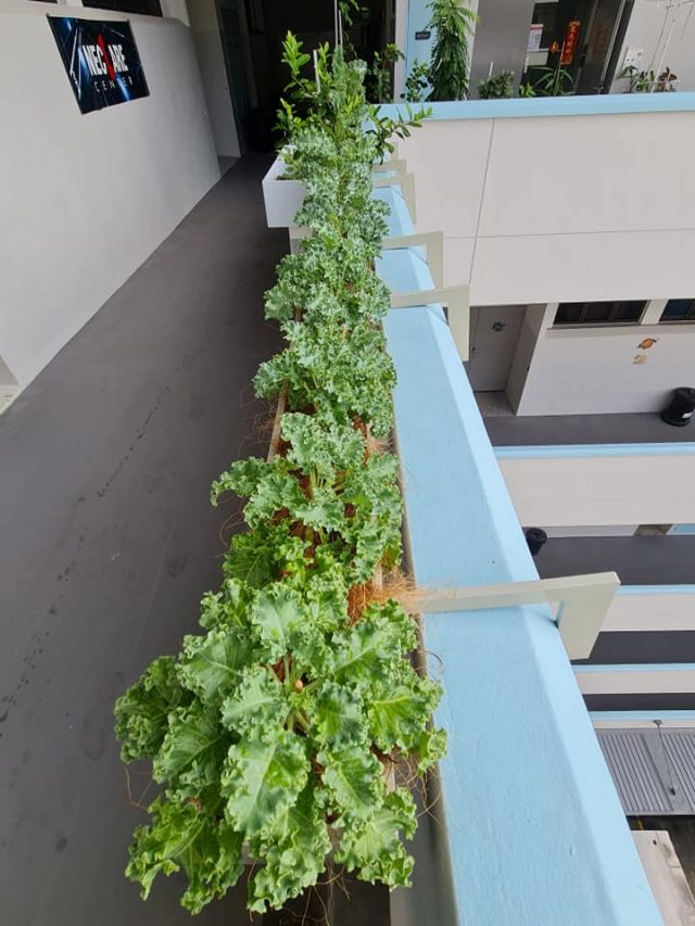 5 beautiful highrise home gardens you need to check out + gardening