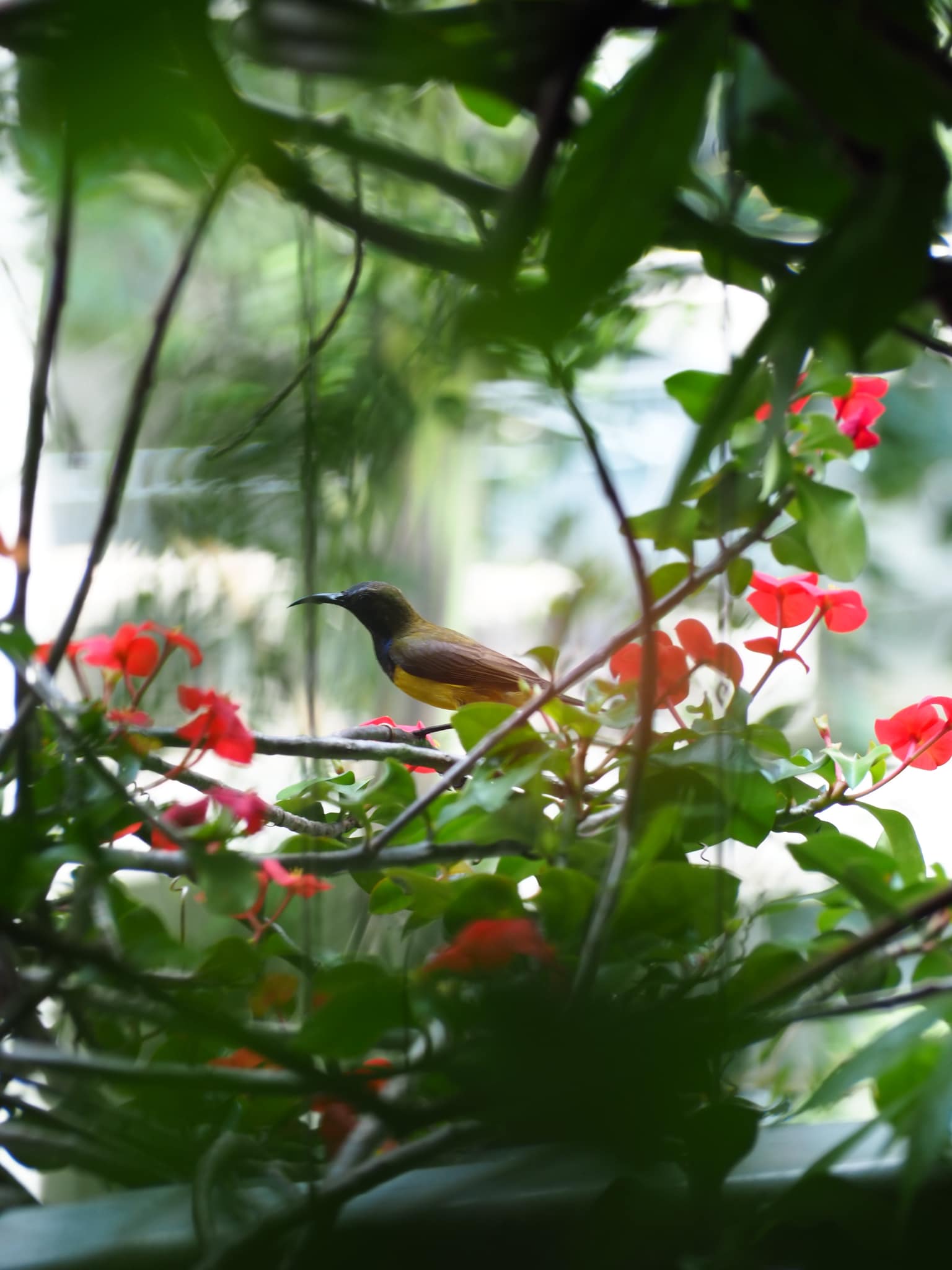 A bird at the garden balcony