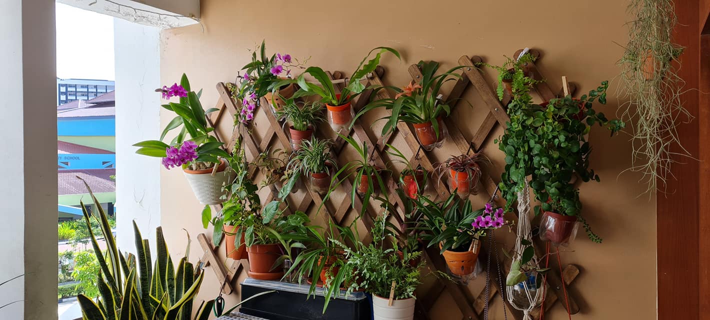 Rostam's plants on the wall