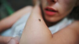 A,Mosquito,Sits,On,The,Woman's,Hand,And,Sucks,Blood.