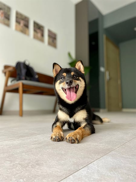 JZ's Shiba Inu