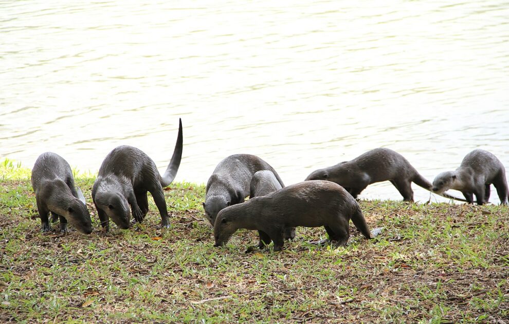 Otters_in_Singapore