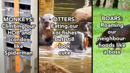 Wildlife otters boars monkeys habitat environmental studies Singapore