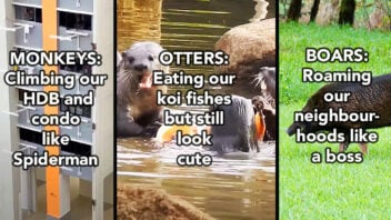 Wildlife otters boars monkeys habitat environmental studies Singapore