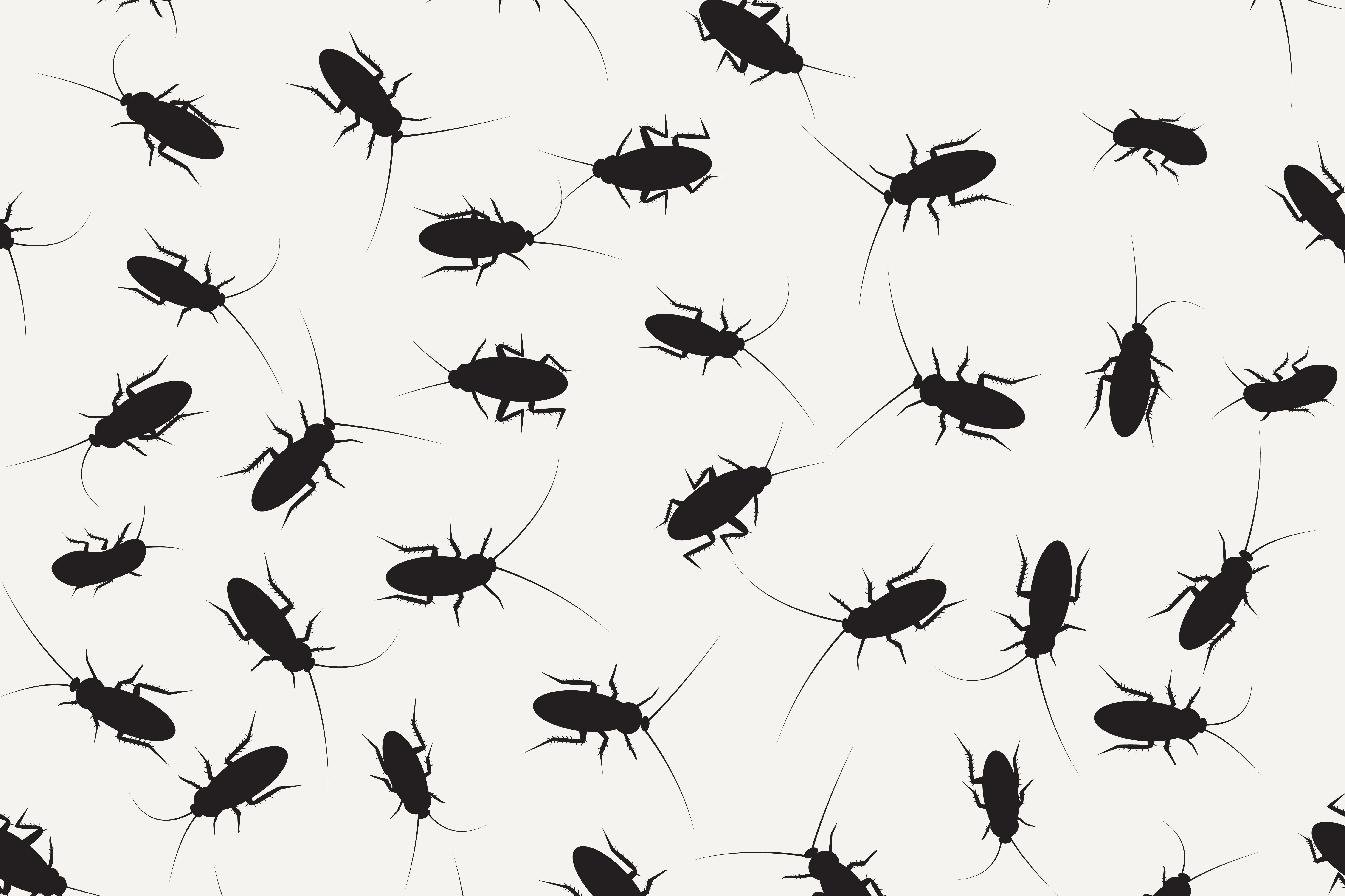 pests at HDB void deck