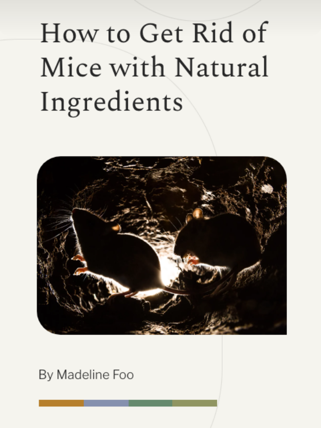 How to Get Rid of Mice with Natural Ingredients 99.co