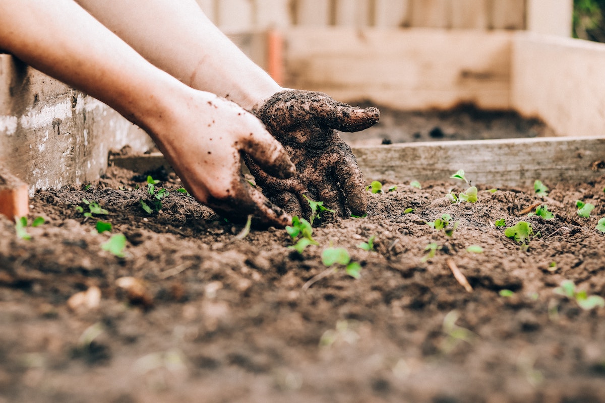 hands in soil during gardening