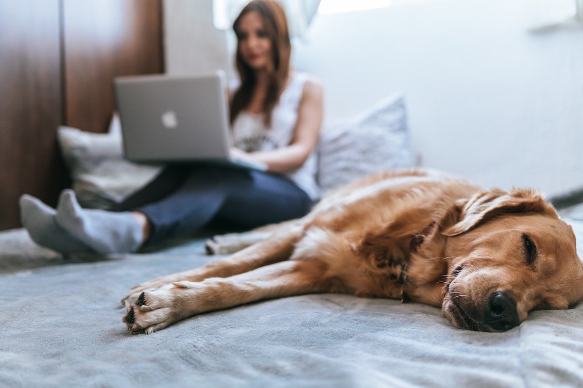 Dog lying on bed beside its owner