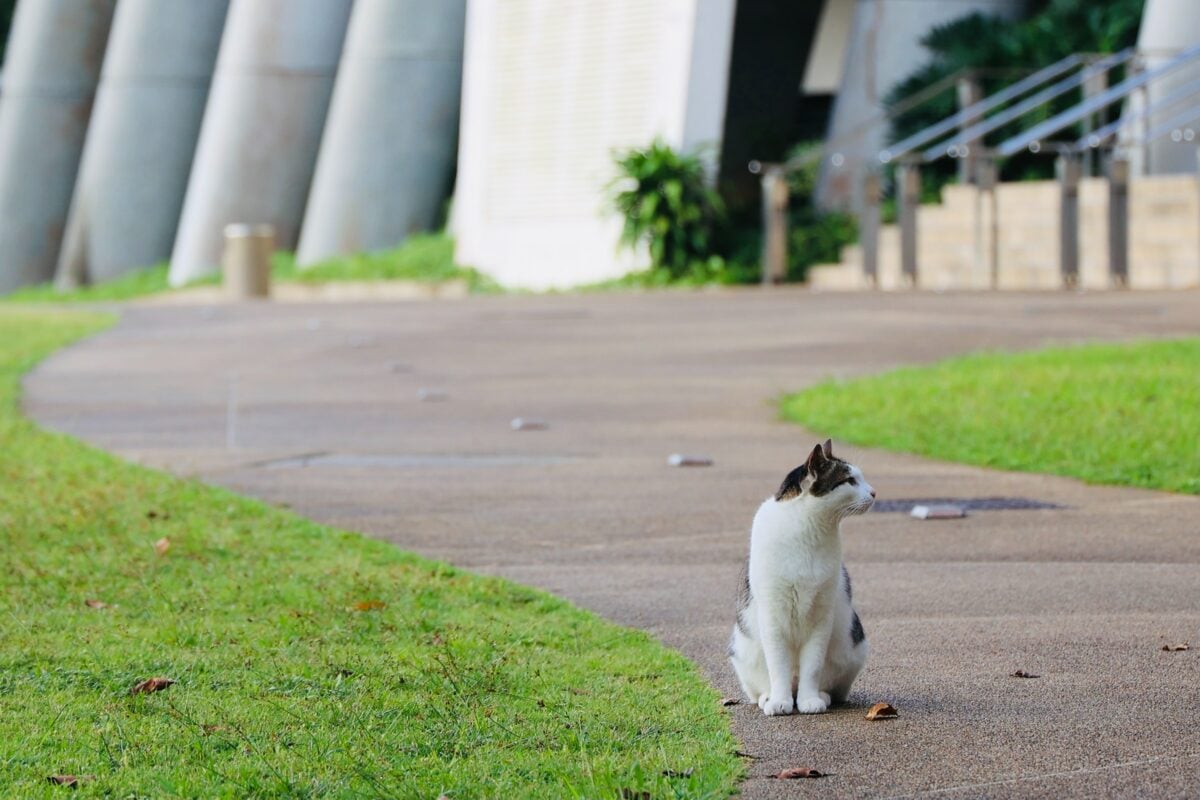 HDB Cat Ownership Changes to Cat Ban in HDB Flats