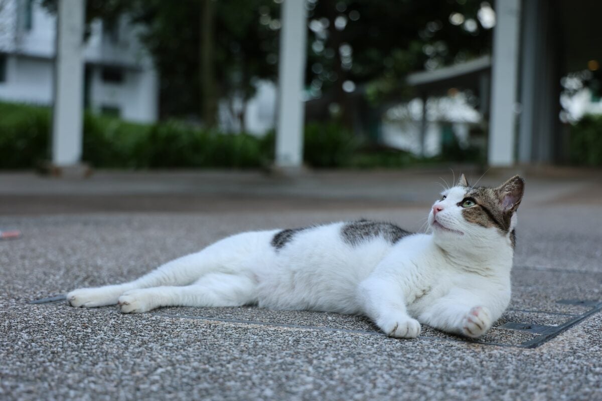 cats in hdb ban lift