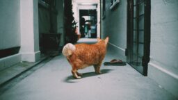 cats in hdb ban lift