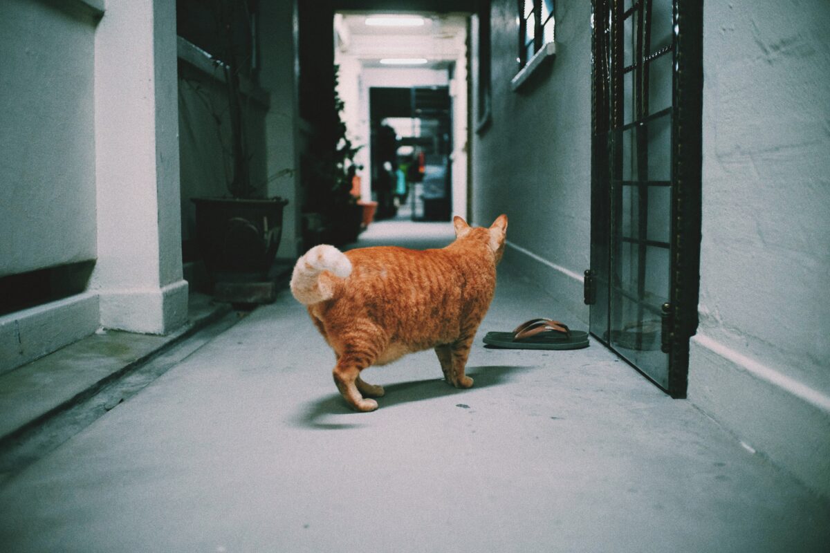 cats in hdb ban lift