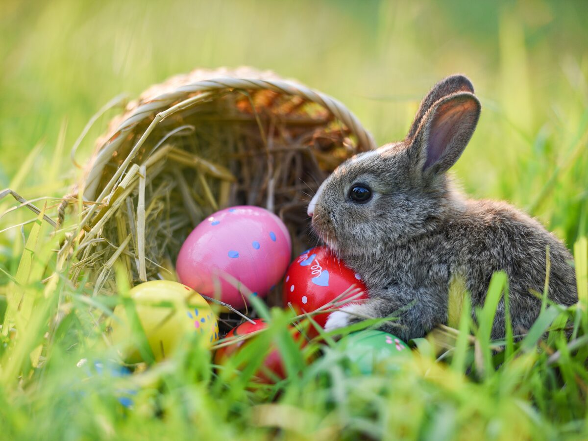 What do bunnies and eggs have to do with Easter? Good Friday 2024 in Singapore