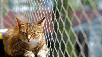 cat licencing rules in singapore