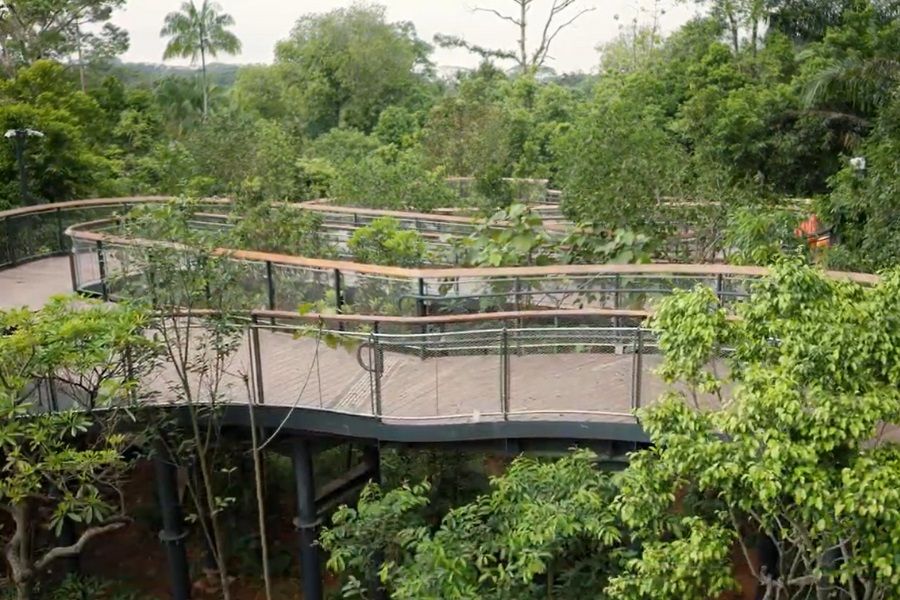 elevated walkway at rainforest wild asia